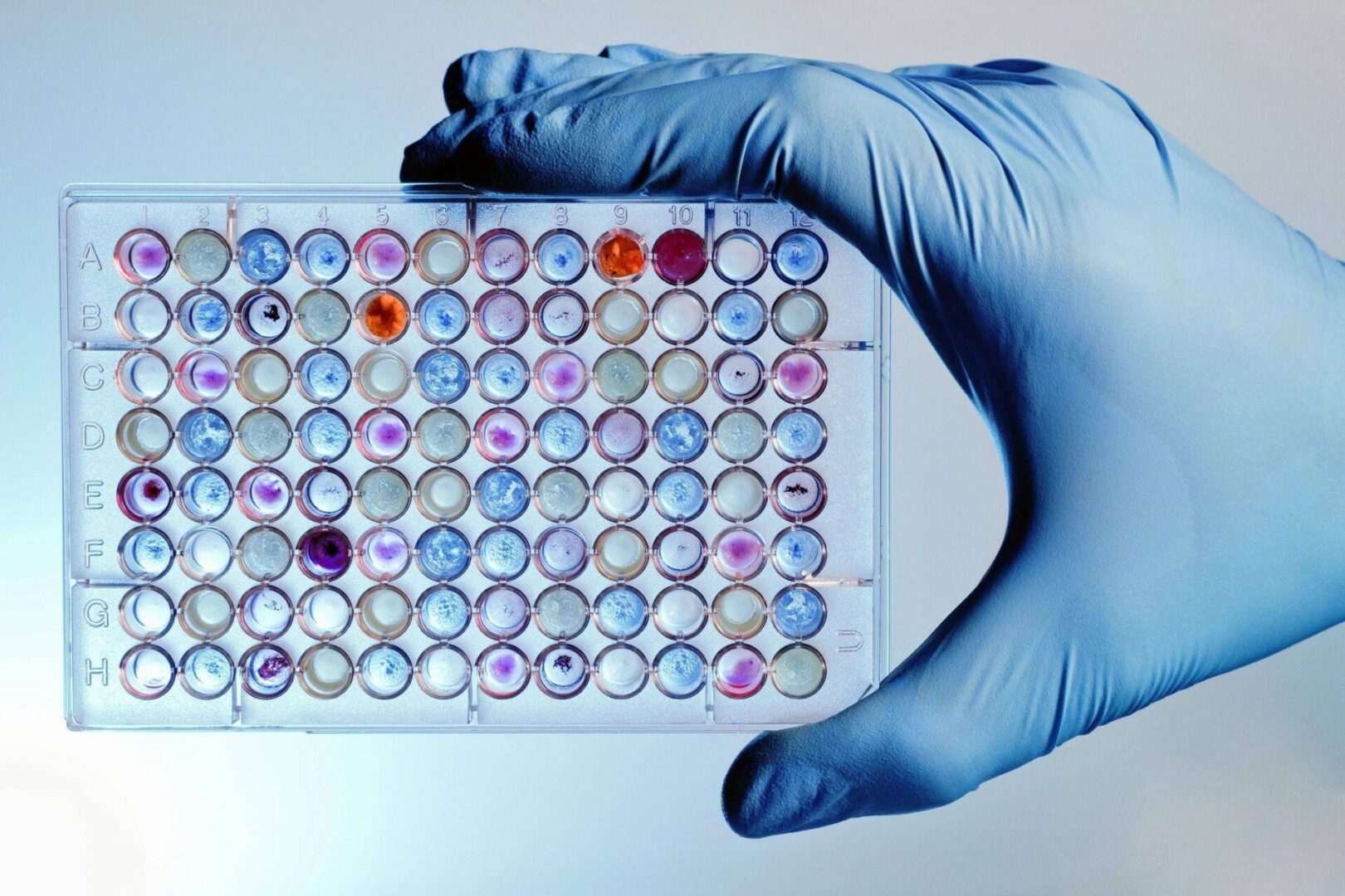 A person holding an array of microplates in their hand.