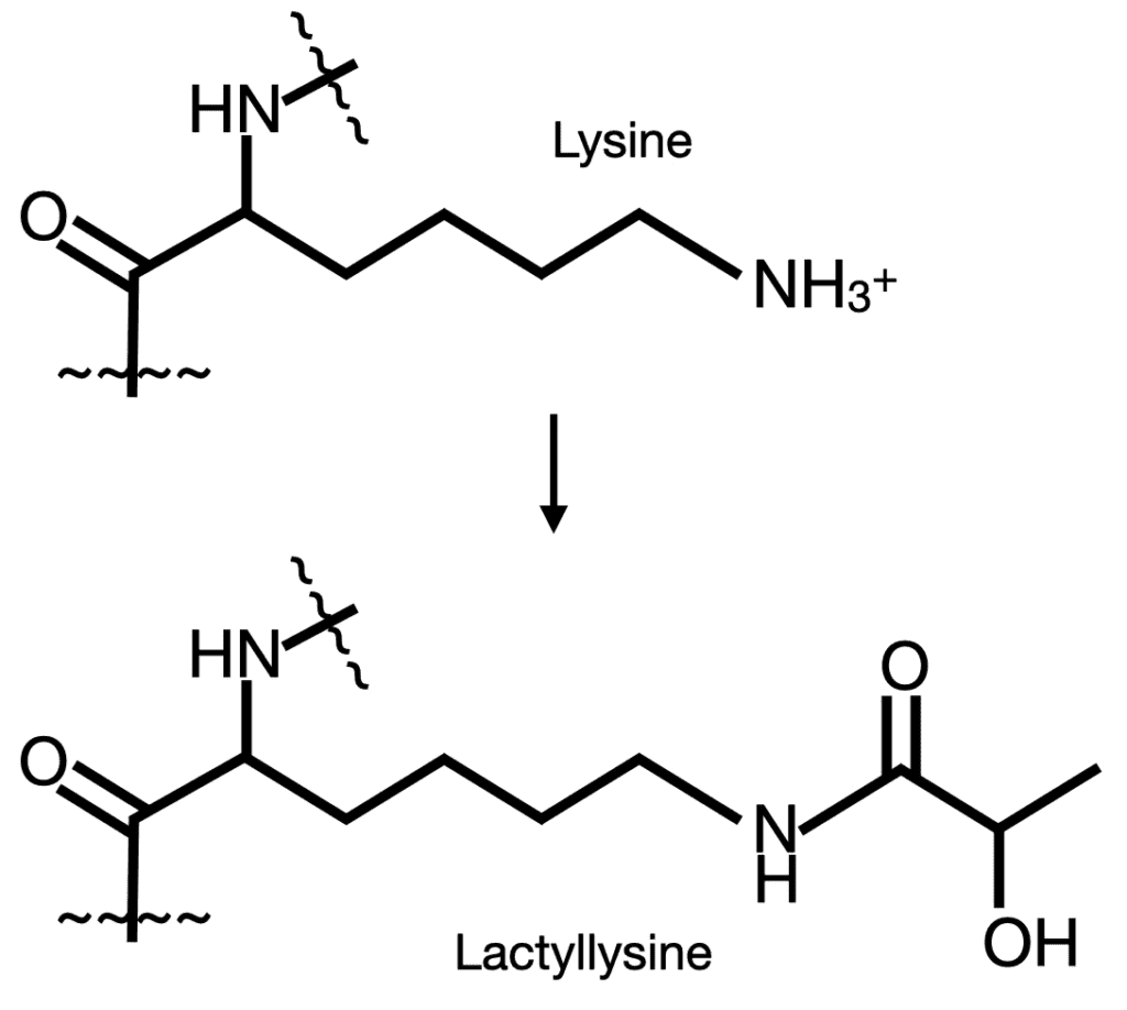 A picture of the chemical structure for lysine and lactylsinene.